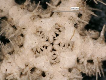 Media type: image; Invertebrate Zoology OPH-4076